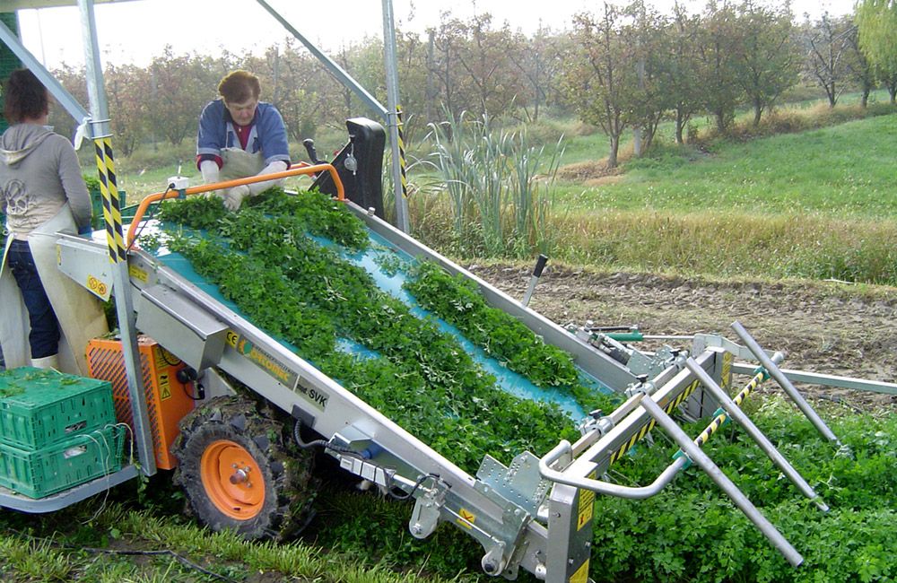 Récolteuse de persil optimal green line 2 - ortomec srl_2