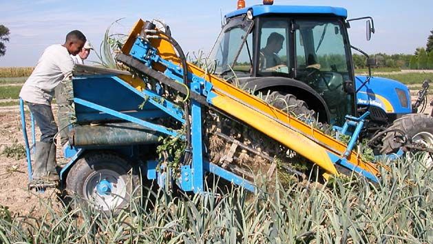 Récolteuse de poireaux P250 - Carpi Meccanica S.N.C - mono-rang demi-porté, courroies souples, soc oscillant hydraulique_2