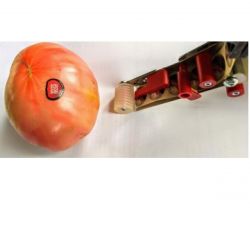 Etiqueteuse de fruits professionnelle - RÉF. DGP02-ET - pour poires, pommes, tomates, kiwis et autres fruits_2