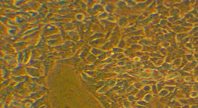 Spectrofluorimètre à double plan optique pour 10 cuves agitées et thermostatées - SAFAS Xenius XC - Performances exceptionnelles et évolutif_2