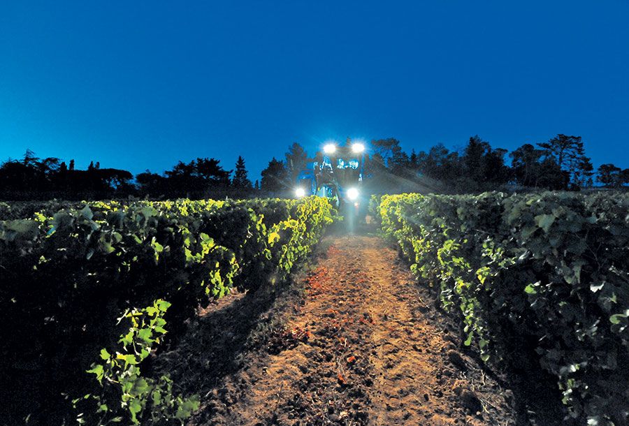 Vendangeuse avec bennes en acier inoxydable de grande capacité