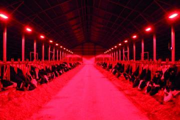 Agribox Pro / Switch - Système de gestion de l’éclairage pour luminaires Agriled®Pro - Agriest Élevage_2