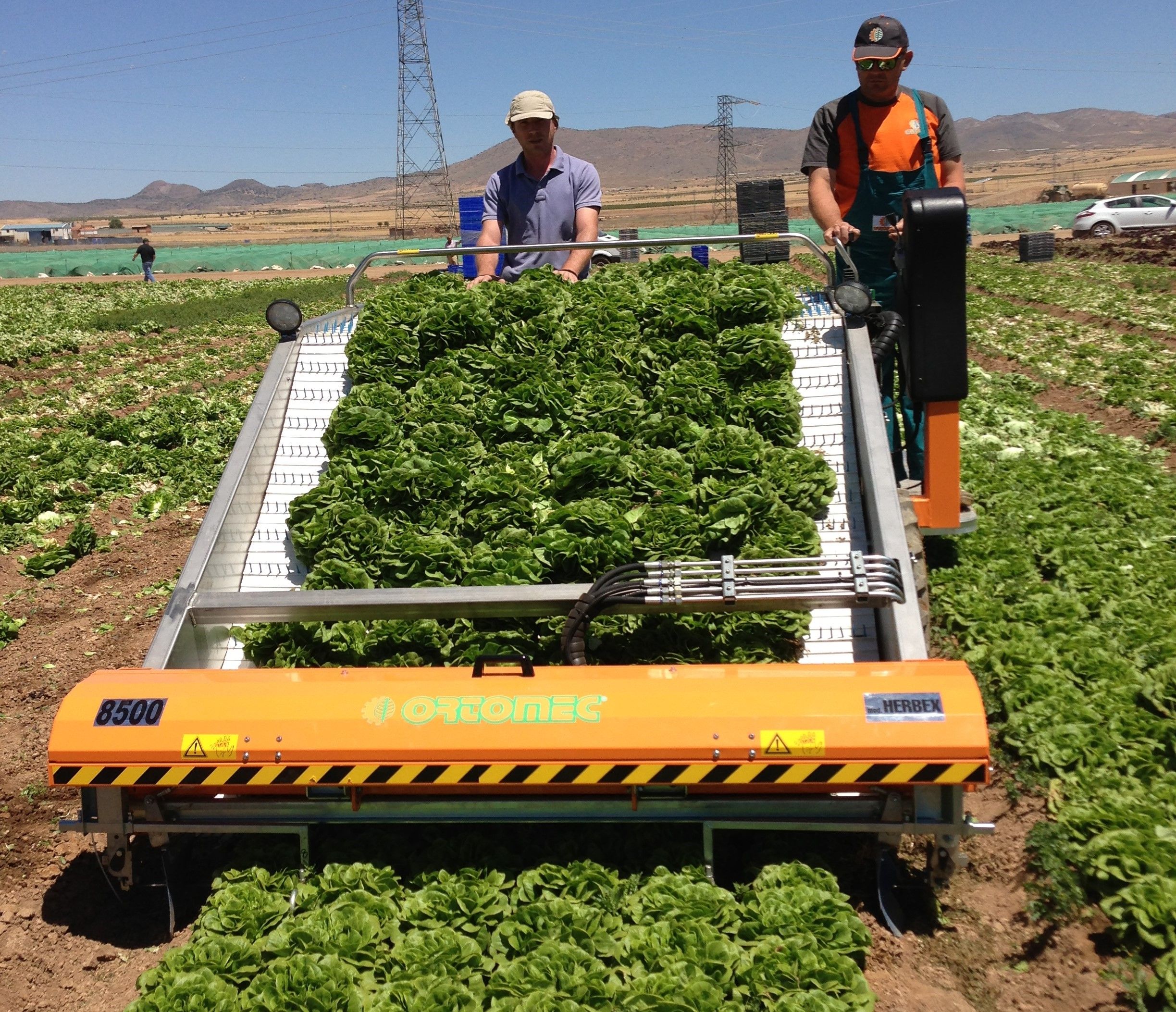Récolteuse de légumes automotrice 8000 Lattuga - Ortomec SRL - largeur de la tête de récolte 120 à 180 cm_2