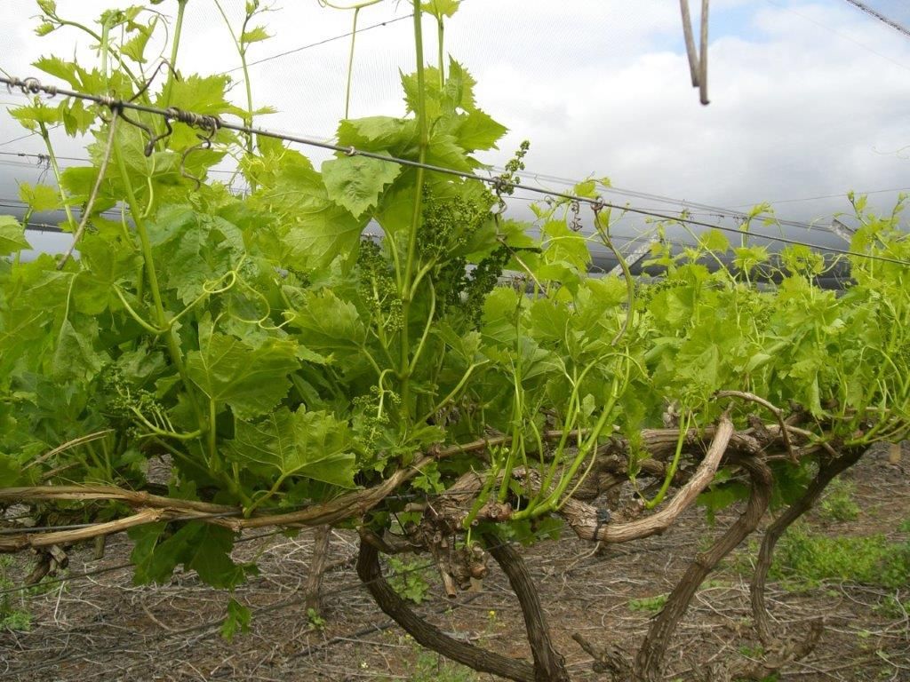 Effeuilleuse - ETS Collard - pour vignes larges, framboisiers, pépinières et raisin de table_2