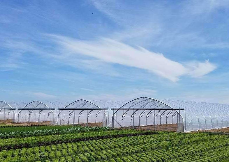 Serre à travée unique idéale pour la production horticole et le stockage de matériel agricole - Easyart_2