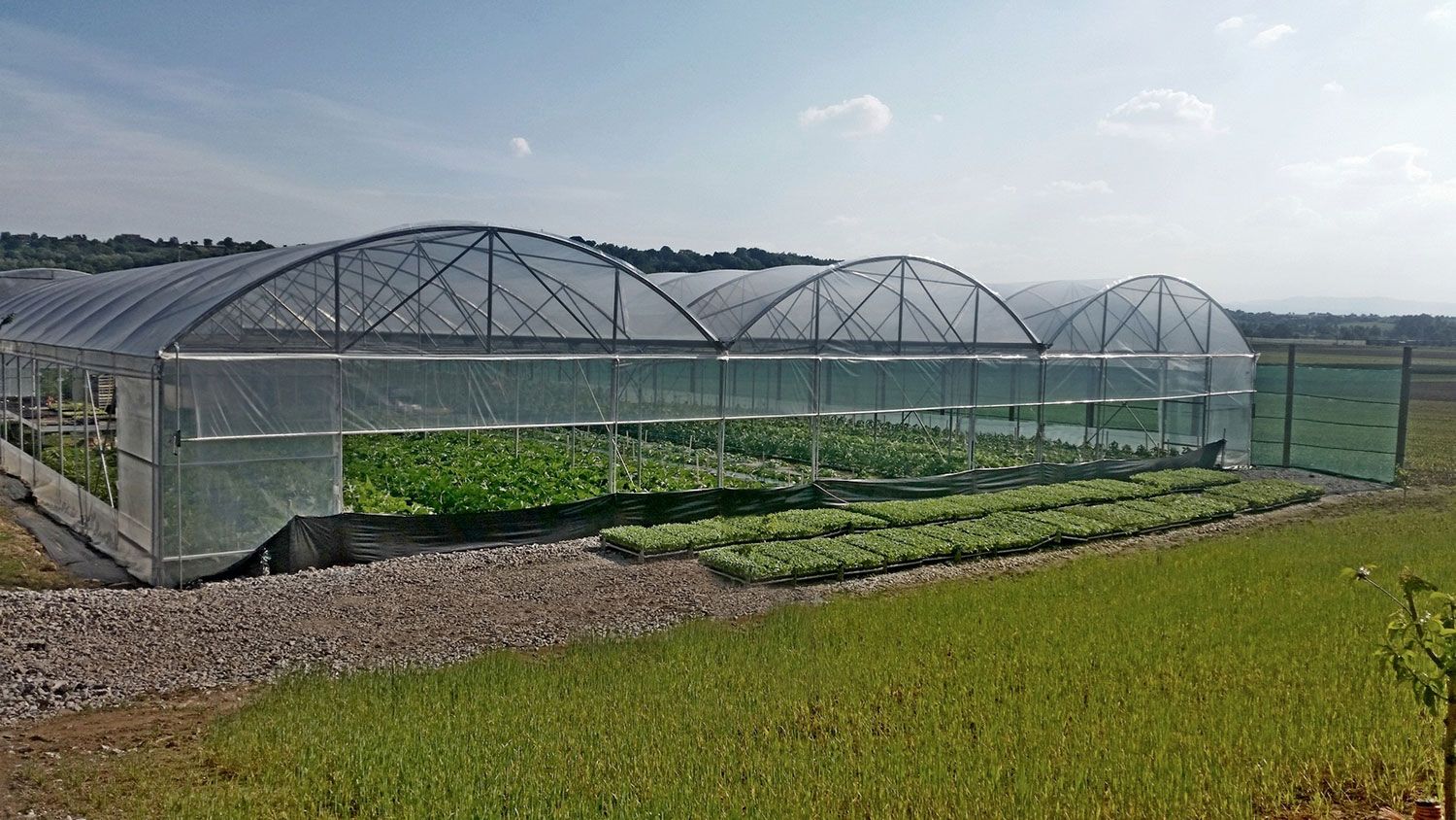 Multimed - serre multi chapelle Europrogress - hauteur au tirant de 2,5 à 3,5 m - milieu de gamme pour pays chauds_2