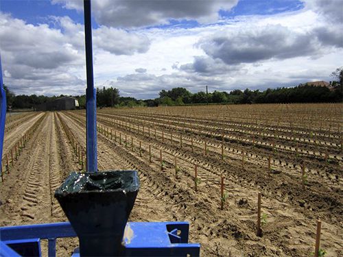 Oliva i - planteuse - vinomatos_2