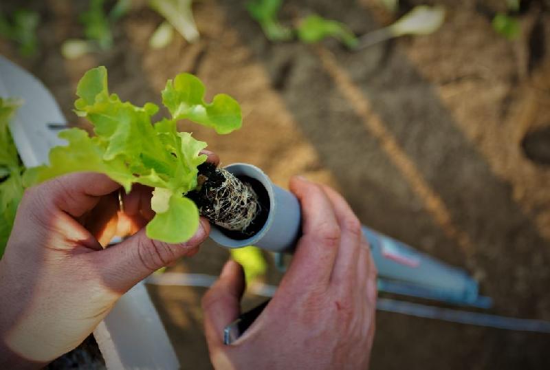 Multi planteur Apollo - 35mm_2