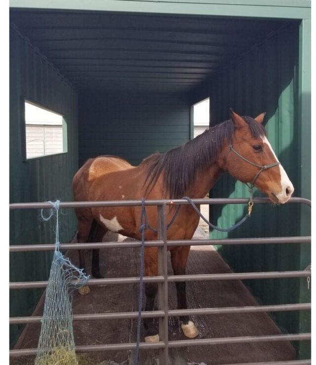 Box à chevaux container - espace supplémentaire pour chevaux de grande taille_2