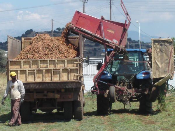 Récolteuse de carottes semi-industrielle S3P - Simon - portée avec mise en trémie et hauteur de déchargement importante_2