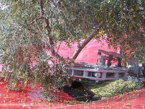 Autopick GTi - Vibreur d'arbre fruitier - Arcusin - Secoueur et ramasseur intégré pour plus de vitesse_2