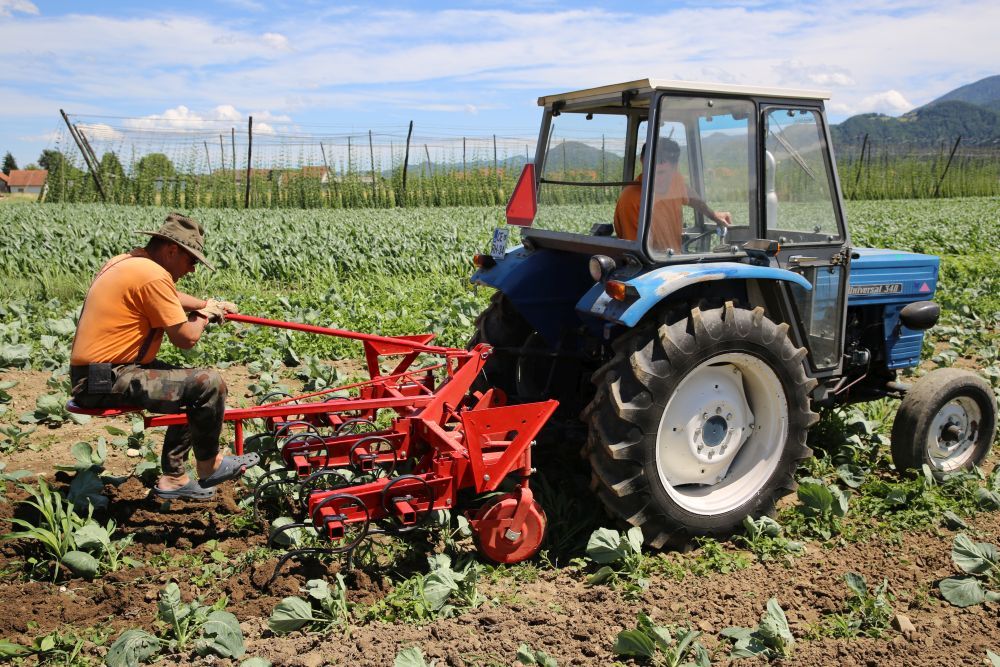 Bineuse agricole avec dispositif de distributeur d'engrais - Tehnos - largeur entre les rangs 60-75 cm_2