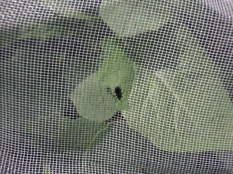 Filet anti-insectes BIOTIS 450 - 2.2x125m - Protection viticole et arboricole, traitement UV, 3 à 4 saisons_2