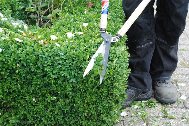 Cisaille à haie Okatsune 205 - manches en bois 50cm - lames acier IZUMO YASUGI 17.5cm_2