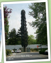 Pylônes arbres accès extérieur - cyprès de Provence - 9 à 20 m - 6 antennes panneaux_2