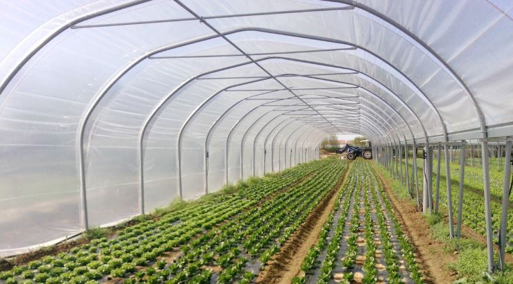 Serres tunnel à structure classique en acier galvanisé avec toiture anti-UV - Plusieurs dimensions disponibles_2