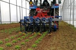 Bineuse inter-rangs Remolite adaptée aux cultures comme tomates, soja et maïs