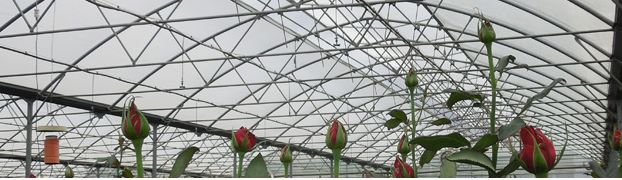 Films de couverture de serre longue durée - Agripolyane - Celloclim® et stabilisants UV_2