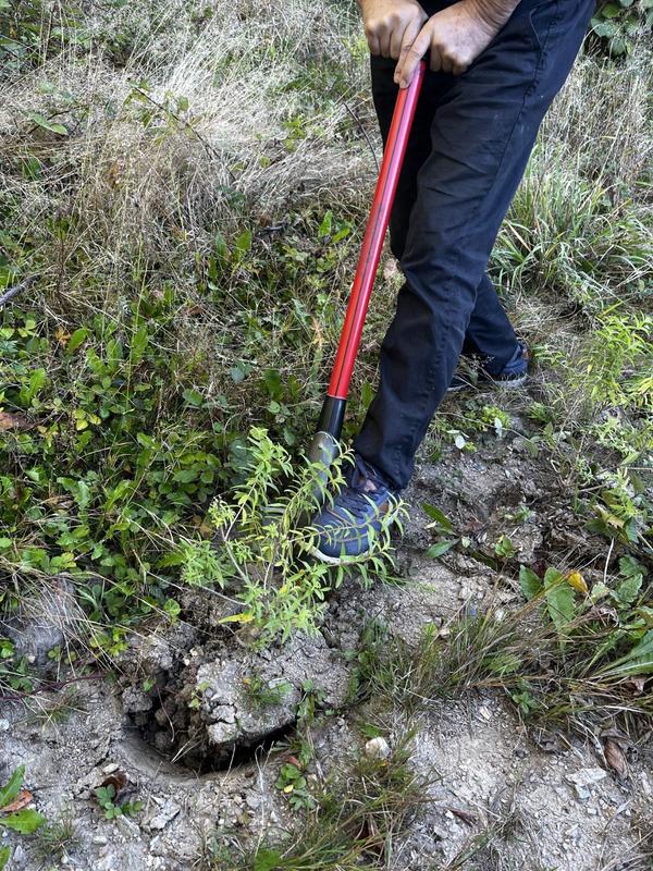 Louchet d'arrachage Polet Professional - Outil pour déraciner arbres et arbustes avec lame acier et manche 85 cm_2
