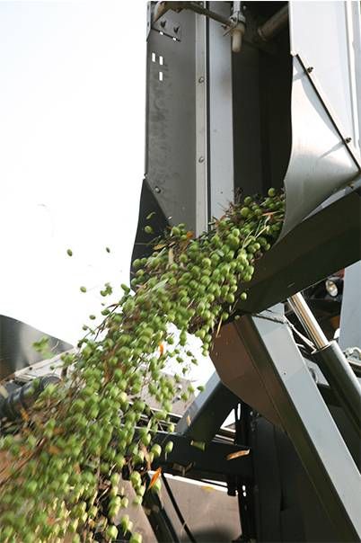 Recolteuse d'olives mavo - sas laupretre - vitesse d'avancement 4 km/h - rendement 16 t/h_3