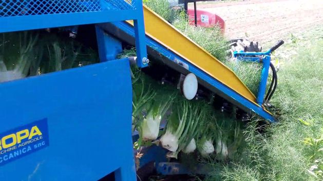 Récolteuse de fenouil F 285 - Carpi Meccanica S.N.C - mono-rang, demi-portée, courroies et tri hydraulique_3