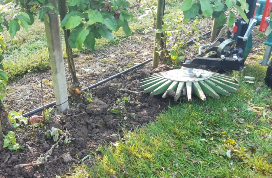 Fraise intercep - Clemens interceps_2