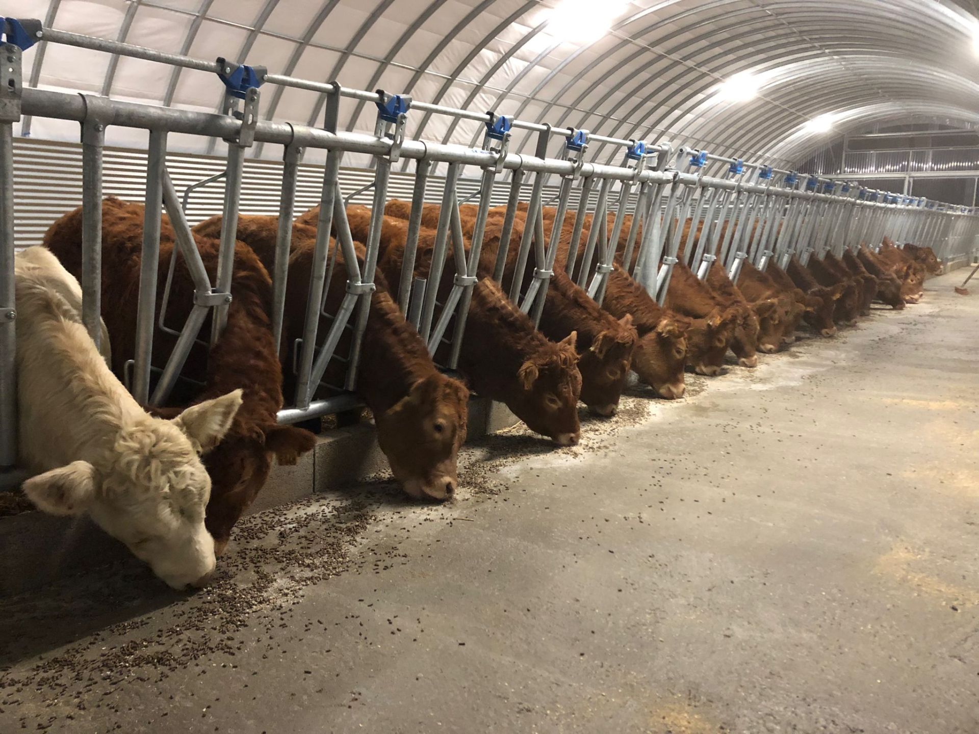 Tunnel d'élevage Abristhor sur solution béton (dalle, longrines, blocs, murs) pour un maximum de bien-être aux animaux et aux éleveurs_3