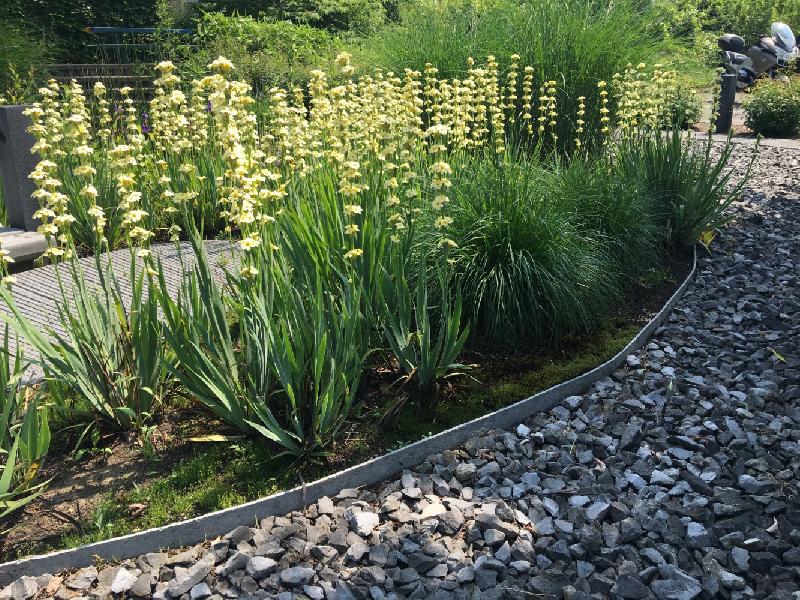 Bordure à dérouler ECOLAT plastique gris - H.14 x L.1000 cm - 100% recyclée, résistante et écologique_2