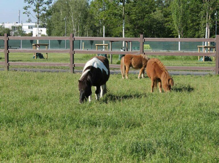 Clôture d'enclos/portail en résine - LIC-CA03 - LCI Cheval - Hanit - Sécurité et durabilité_2