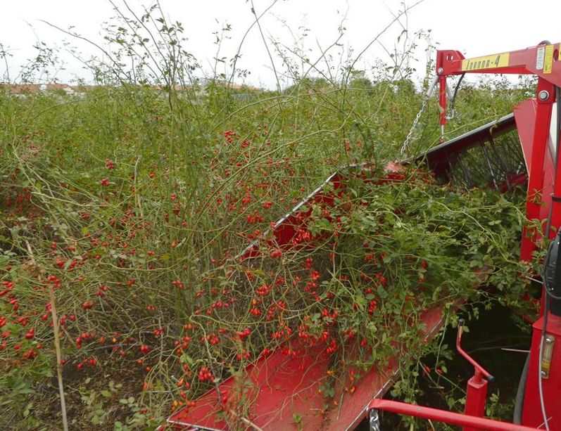 Récolteuse à baies JOANNA 4 - WEREMCZUK - puissance minimale 40 HP - productivité 0,15 à 0,25 ha/h - capacité 1150 kg_2