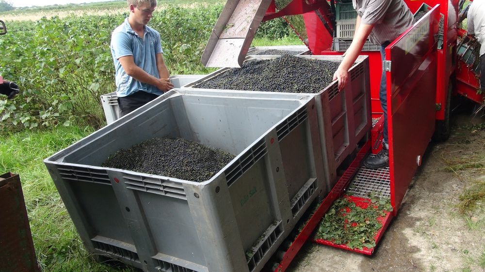 Récolteuse à groseille et fruits JOANNA PREMIUM - WEREMCZUK - Puissance minimale 55 CH - Productivité 0,20-0,35 ha/h - Capacité 1150 kg_2