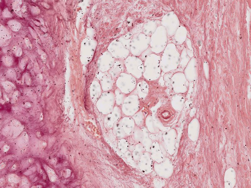 Caméra pour sciences de la vie avec reproduction fidèle des couleurs
