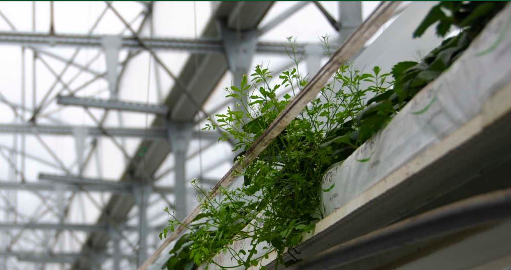 Asi-eco - serre chapelle - barre ETS - structure asymétrique pour plus de lumière et moins de risques de pluie_2