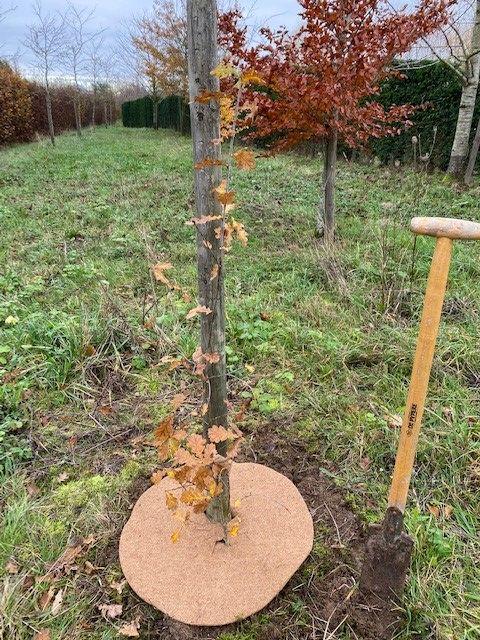 50 disques de paillage en coco - 60 cm - protection des arbres - 100% biodégradable_2