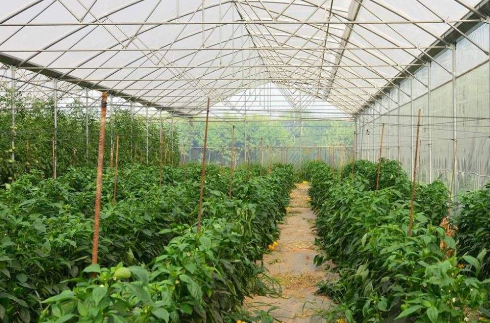 Serre à travées multiples conçue pour la couverture de vastes surfaces - Multimed_2