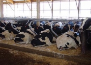 Tapis de couchage en rouleau Kkm Longline - Agriest pour stabulation libre_2