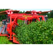 Récolteuse Victor Z - Weremczuk - Baies de groseille, aronia et autres - Productivité 0.3-0.6 ha/h - Vitesse 0.5-2.0 km/h_2
