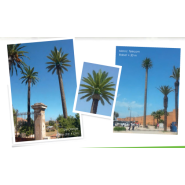 Pylônes arbres accès extérieur - Palmier royal - 10 à 30 m - Tronc marron_2