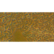 Lecteur de microplaques de haute sensibilité - SAFAS Xenius XM - spectrofluorimètre avec technologie 100% AIR_2