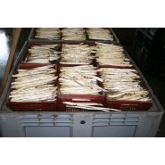 Récolteuse d'asperge RGA - Kirpy - capacité de récolte 2 ha/jour_2