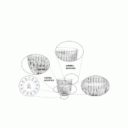 2 Tasses espresso Barista Ethno_2