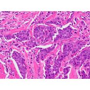 Caméra CMOS DP28 Olympus - Ultra-haute définition 4K - 8,9 MP - Microscopie et enseignement_2