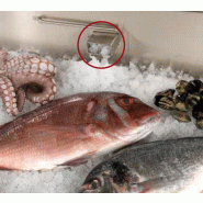 Buffet réfrigéré spécial poisson SCAIOLA_2