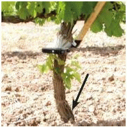 Émondoir manuel Polet - Élimination des jeunes pousses sur vignes et arbres fruitiers - Référence 529103_2