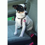 Synchro - attache sécurité auto pour chien zigoh - 922659