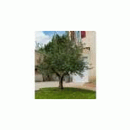 Filet de récolte à olives Werkapro 50g/m² - 6x6m avec bords renforcés et traitement anti-UV_2