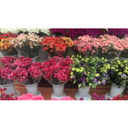 Caisse enregistreuse tactile pour fleuristes - Pack complet avec options logiciel premium et lecteur code-barres_2