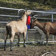 Kerbl brosse à gratter pour bétail 50 cm 293100 423473_2