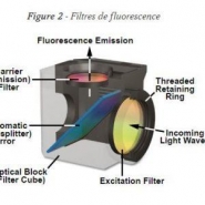 Microscope droit motorisé Nikon Ni-E - fluorescence multi-couleurs avec objectifs CFI Plan Apochromatique Lambda_2