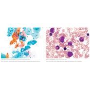 Caméra Nikon DS-Fi3 - Haute définition, haute vitesse et haute sensibilité - Capteur CMOS 5,9 MP_2